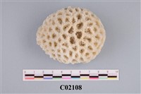 藏品(珊瑚化石)的圖片